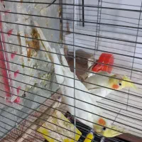 عروس هلندی لوتینو