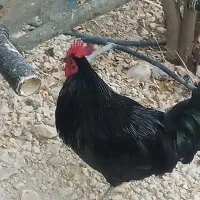 فروش خروس سیاه محلی سالم و جوان در شهر اهرم