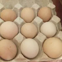 تخم نطفه دار گلپایگانی