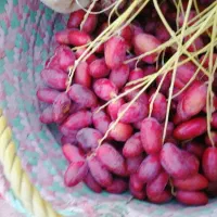 خارک شیخالی دانه درشت ابدار
