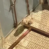 سگ پیدا شده