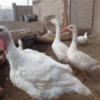 غاز و قوغاز