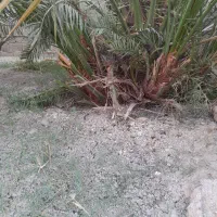 نخل بریم