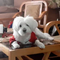 واگذاری سگ خانگی