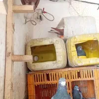 دم سفید آس.|پرنده|مشهد, شهرآرا|دیوار