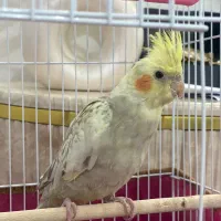 عروس هلندی نر