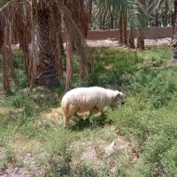 فروش گوسفند میش