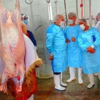 «گوسفند زنده کم چربی /شکم خالی با پلاک سلامت»|حیوانات مزرعه|مشهد, نوید|دیوار