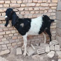 حیوانات مزرعه