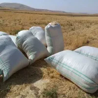 کاه گندم کاکوپ تضمین