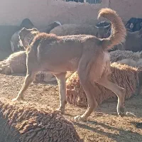 سگ گله و نگهبان|سگ|سبزوار, رباط|دیوار