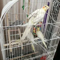 4تا عروس هلندی