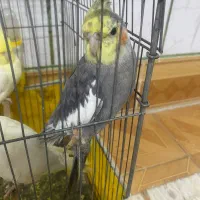 عروس هلندی سالم سرحال