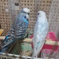 یک جفت مرغ عشق انگلیسی