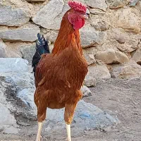 ۲خروس سرخ محلی لاری