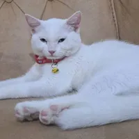 گربه ملوس