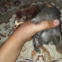 یک عدد جوجه