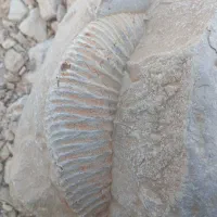 فسیل قدیمی جذاب