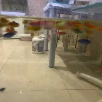 ماهی اکواریومی زبرا رنگی|ماهی|چهارباغ, |دیوار