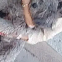 یک سگ پشمالوی گمشده امروزعصر ساعت ۱۹|سگ|نوشهر, |دیوار