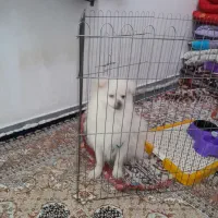 سگ پامری نر چهار ماهه هست قیمت اا میلیون|سگ|پارسآباد, |دیوار