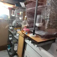 پرنده