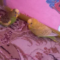 بشکه سبز