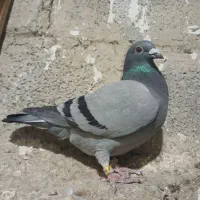 سبز ماده مسافتی المانی|پرنده|مشهد, خواجه ربیع|دیوار