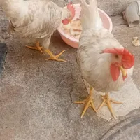 مرغ خروس