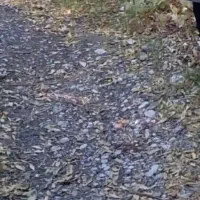 زمین مسکونی شهرک سرگز دارای پروانه ساخت