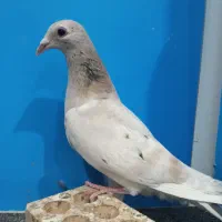 دورگ سرور