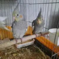 عروس هلندی