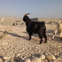 کهره وبره نر|حیوانات مزرعه|بندر کنگان, |دیوار