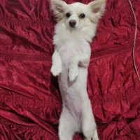 سگ سفید نژاد دار پاکوتاه|حیوانات|کرمان, |دیوار