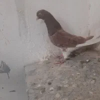 جوجه کفتر سنگین|پرنده|قم, کوه سفید|دیوار