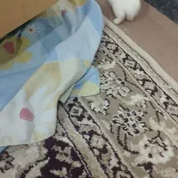 خرگوش مینیاتوری سفیدباهوش وبازیگوش