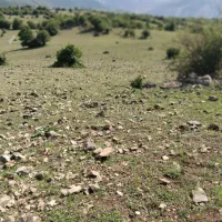 چسبیده-به-بافت