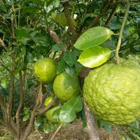 همه نوع گل و گیاه به قیمت جهادی وهمه نوع مرکبات|گل و گیاه طبیعی|آستانه اشرفیه, |دیوار