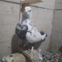 پلنگ سرخ و چندتا سبز|پرنده|بیرجند, |دیوار