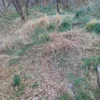 علف های باغ در قصرالدشت