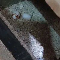 کتول|پرنده|فولادشهر, B6|دیوار