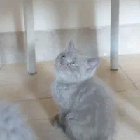 گربه اسکاتیش وارداتی|گربه|کرمانشاه, |دیوار