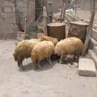 بره نر|حیوانات مزرعه|کوزران, |دیوار
