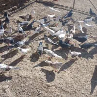 کبوتر پرشتی