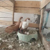 زرد سینه دق عطیقع (ریشی)