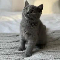 بریتیش شورت هیر بلو