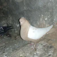 کبوتر سینه ای،رنگی،کله ماستی،چشنوک