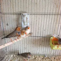 فنچ|پرنده|بندر گناوه, |دیوار