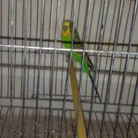 مرغ عشق نر