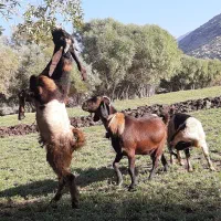 بزغاله نر|حیوانات مزرعه|دینور, |دیوار